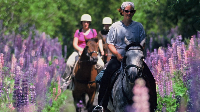 The Rees River Trail is a three-hour horse ride taking you from our stables in Glenorchy into the stunning Rees Valley.